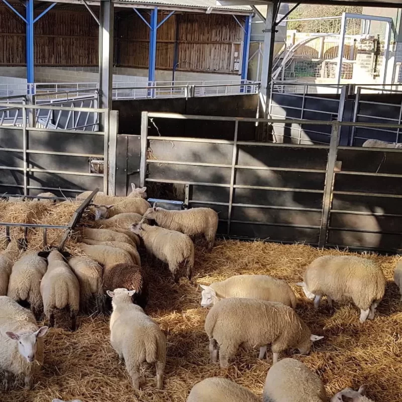 Agricultural pen with stokbord boards used with fencing