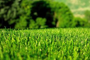 Lawn-1 Lawn-1
