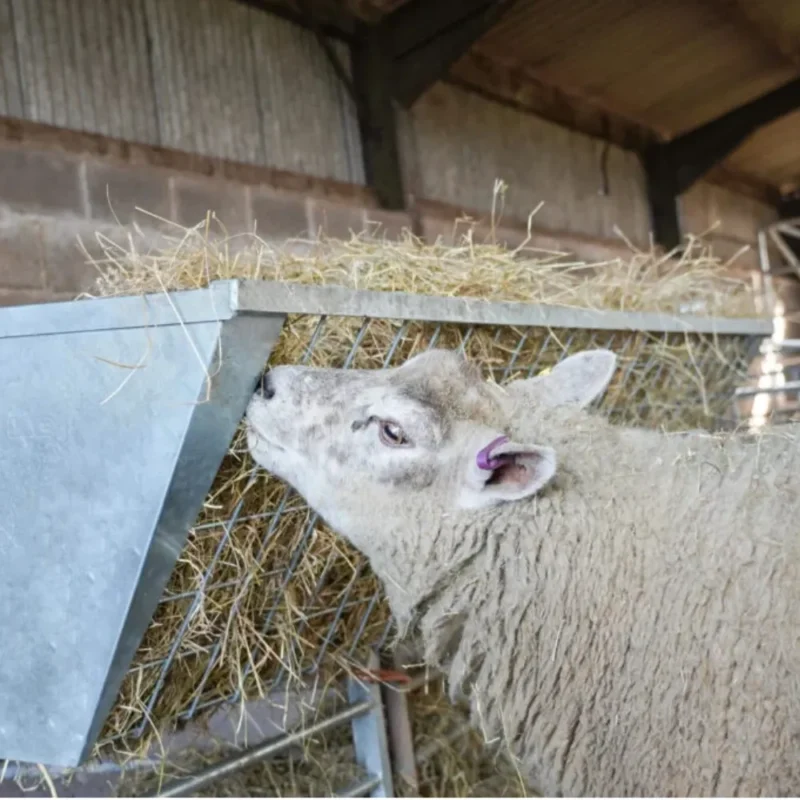 Hook Over Hayrack – Calf/Sheep | IAE - Image 2