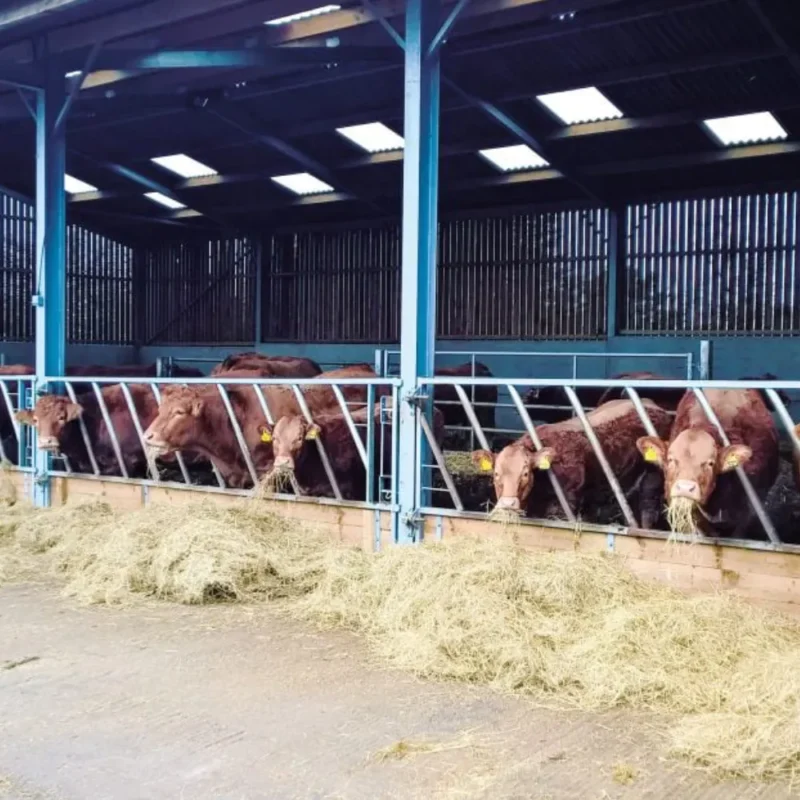 Diagonal Feed Fence Gate Unit with cows feeding